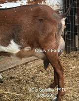 3rd Freshening - © Opus 7 Farm