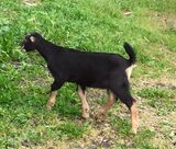 2016 - Hoku as a kid © Vineyard View Dairy Goats FB Page