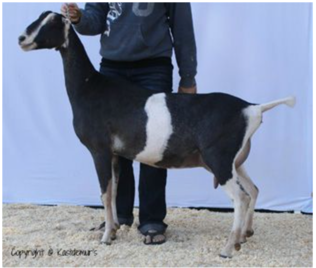 Yearling milker © Kastdemur's Dairy Goats