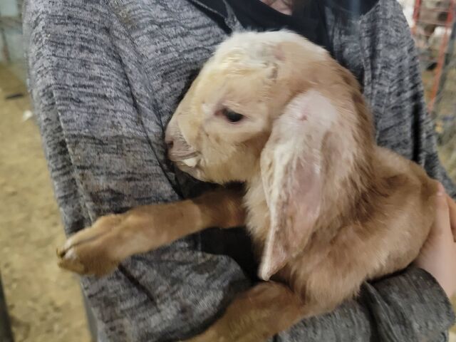 1 Day old