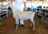 2010 (dry Yearling ) © Here Be Goats