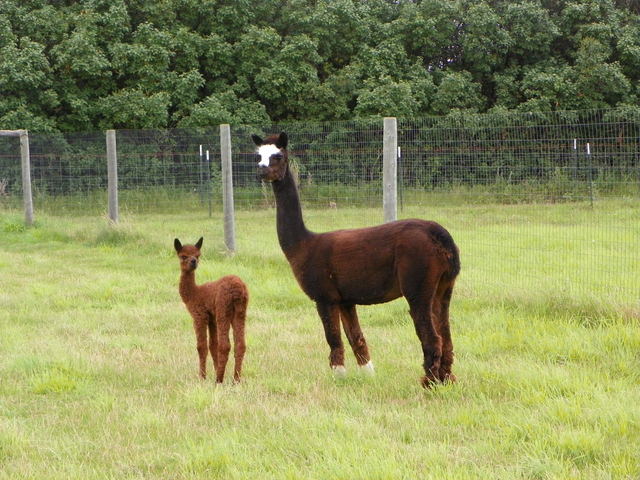 4 years old with cria