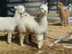 Queen as a cria, she packed a lot of fleece! 