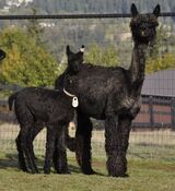 New cria with momma Black Jewel