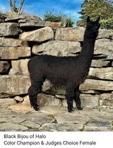 Great conformation, straight topline!