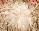 Juvie fleece