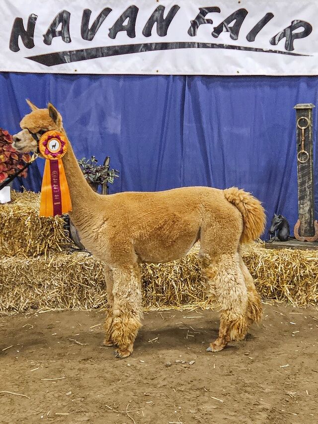 Female Fawn Champion - August 2023