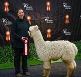 Alpaca Quebec Show 2023 (8 months old)