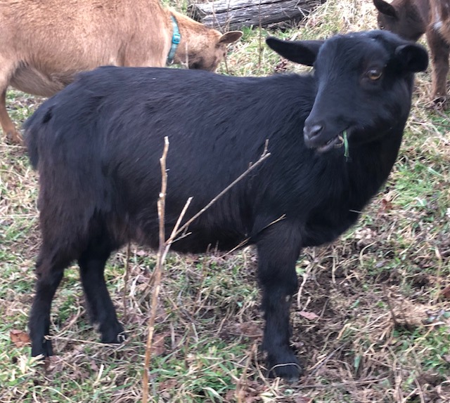 I love solid black goats!