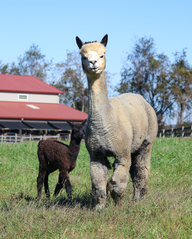 With current cria at side