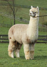 Sire of 2021 cria at side