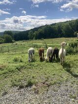 Bubbles and grazing girls