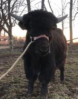 March 2021 displaying quality bull conformation, color, fiber and temperament