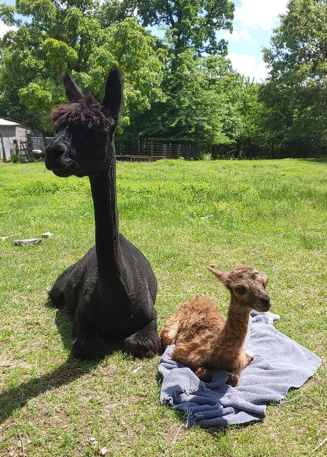 May with 2021 cria Copper