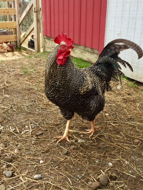 Plymouth Rock rooster