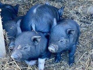 Guinea hog piglets are here!