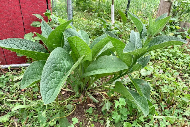 1st year comfrey plant