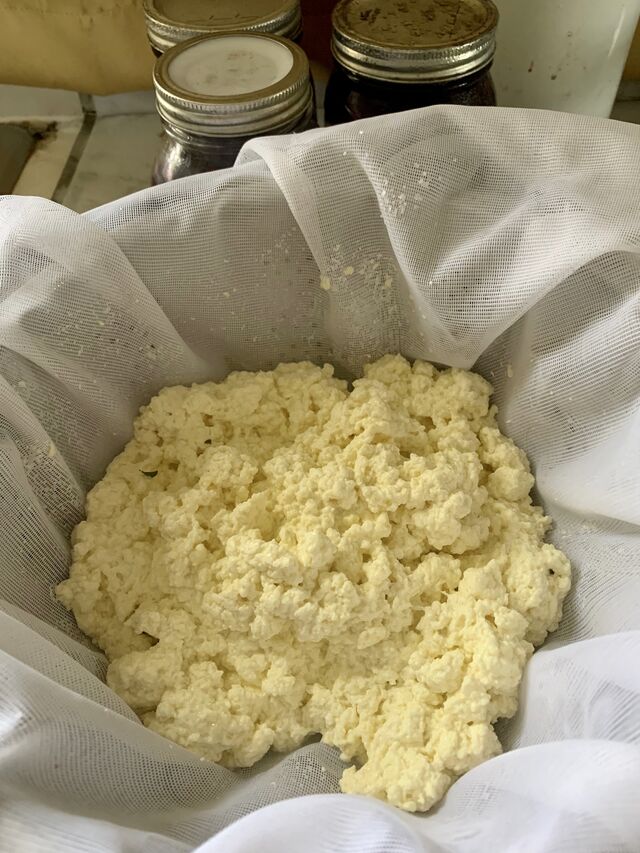 Curd draining and ready to be formed