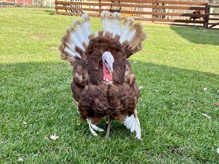 Photo of Bourbon Red Turkey