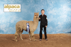 2nd place in the largest show in Canada - my 1st time in the ring! 2nd place in the largest show in Canada - my 1st time in the ring!