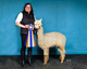 Ariya Belenis' Lightning White, 2019 Judge's Choice Alpaca Quebec& Ontario
