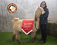 Alpaca Ontario 2019 Judge's Choice Walking Fleece