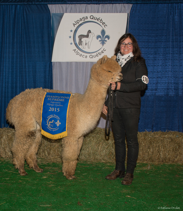 Judge's Choice 2015 Alpaca Quebec show