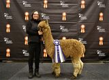 Ariya Everlasting's One of a Kind, Reserve Champion 2022 Alpaca Quebec