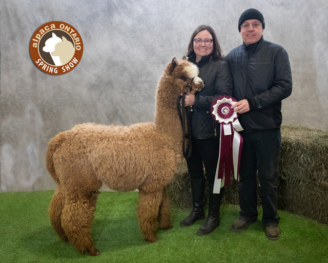 2019 Color Champion Alpaca Ontario Show