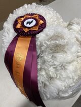 2022 Navan's Reserve Champion Fleece Show-3rd fleece