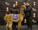 Judge's Choice 2022 Alpaca Quebec 45 months
