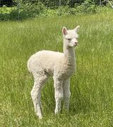 June 2022-Our first Snowmass Loro Piana male!