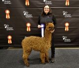 Ariya Everlasting's Spellbound-2nd place Alpaca Quebec