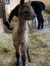 Black Ice's 2022 cria- Full sister to Anabelle