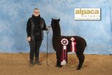 Black Ice de Charlevoix-2016 Alpaca Ontario Color Champion