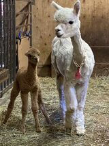 Madhavi with her 2022 cria by Snowmass Everlasting Highlander XX