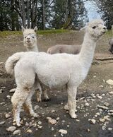 Pregnant with summer 2022 cria