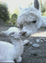 Phinesse and her 2017 cria
