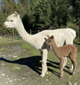 Phinesse and her 2020 cria