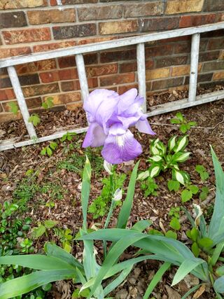 Lovely Iris in bloom