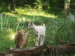 ShaggyMaple Tumnus and ShaggyMaple Whites 