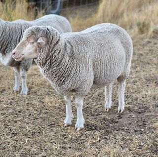 Fuzzy Vaughn's - Sheep: Ewes