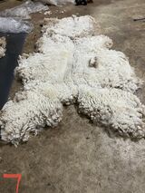 2023 shearing blanket and neck!