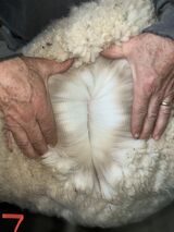 2023 shearing 