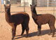 2020 Cria's  they will be registered soon!!
