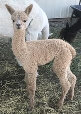 Bowie as young cria
