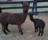 Clover and Noel Pic2