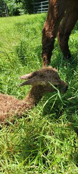 Fernando as a newborn cria