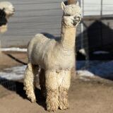 SIRE: Hummingherd's Quech22