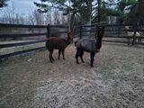 Shantana and Sally Jo